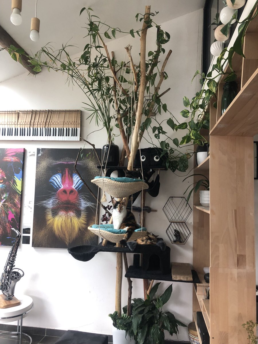 NicolasDeloras1's tweet photo. Arbre à chat fait maison ! 😇 🐈 🐈‍⬛ https://t.co/uOjHEAb2Cs