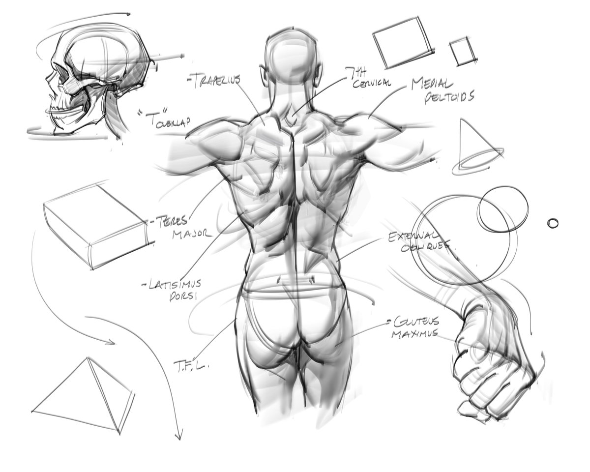 Morning figure drawings and anatomy sketches! #anatomy #gesture #figuredrawing #humananatomy #trapezius #lats #back #teresmajor #deltoids #hands #fist #knuckles #skull #muscles #drawing #lineart #sketch #doodle