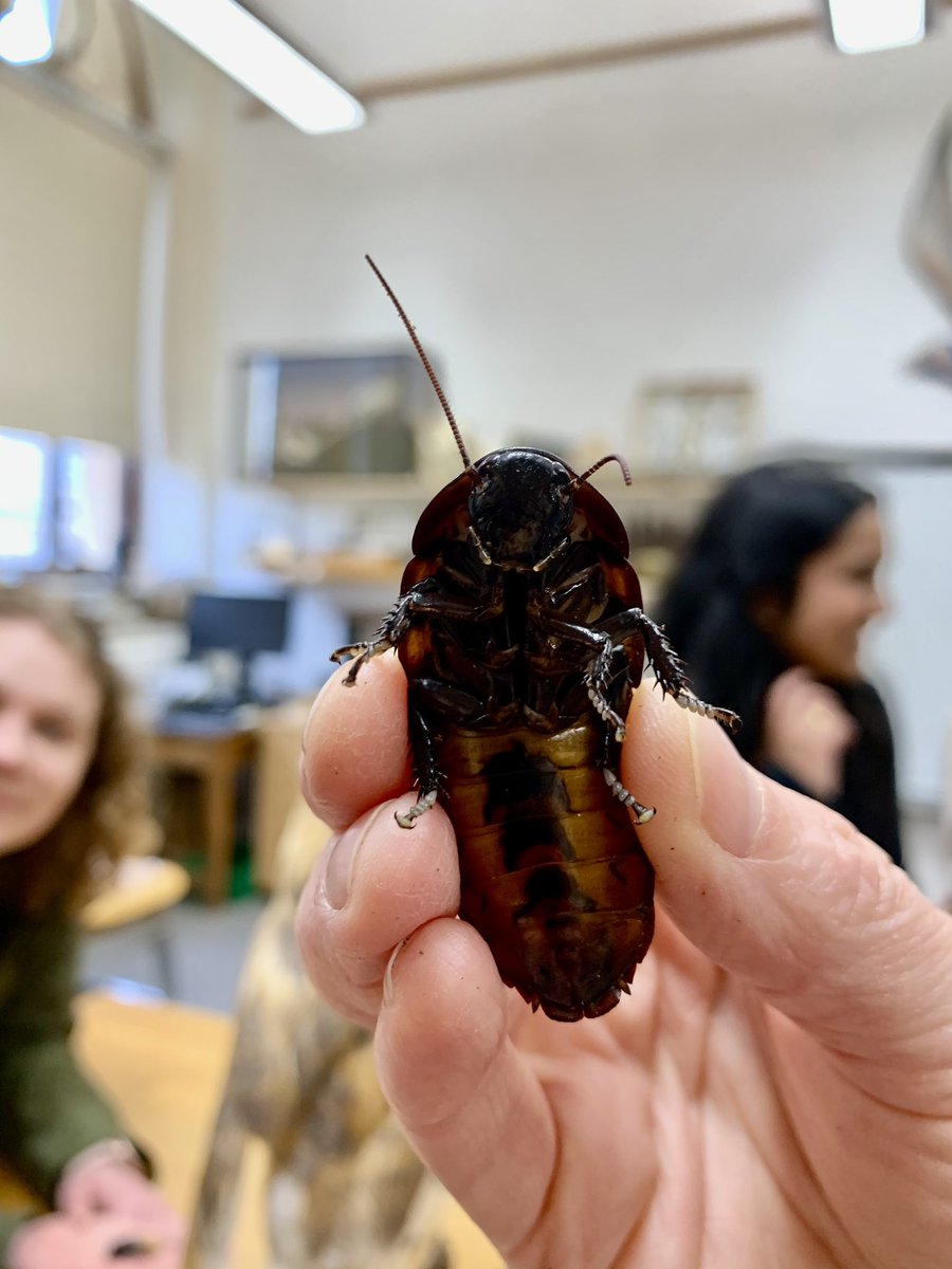 Amazing object-handling session as always @morethanadodo - looking at what different kinds of exhibit tell you. The edges of barn owl wings are fascinating - making sure they’re quiet predators. (And, of course, handling cockroaches… 🙀)