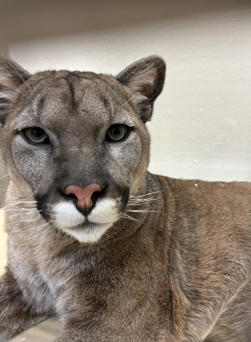 Look Who's New! Say hello to Bowen 🐾 We’re excited to announce that Bowen, a 1.5-year-old male Cougar, is joining your Zoo from British Columbia! He is a welcome addition to the Canadian Domain as we get closer to #TZTurns50 💚 Read more ⬇️ bit.ly/3U9H0l2