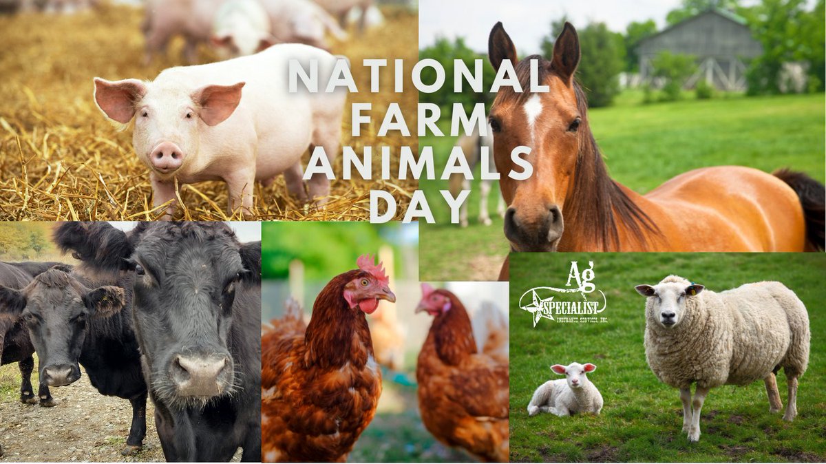 Happy National Farm Animals Day! 🐑🐮🐴🐔🐷

#agspecialistins #cropinsurance #panhandlefarming #farm365 #agriculture #cropagents #farmranch #farmlife #farm #farmers #ranchers #farmtotable #insurance #farmanimals #animals