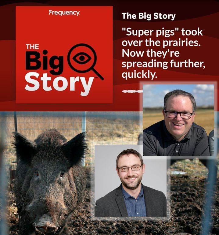 Don't miss 'Super pigs took over the prairies. Now they’re spreading further quickly' on @cfru_radio Apr 11 at 10am with @RyanKBrook @usask @agbiousask Or listen anytime at: buff.ly/3TFE0eP #cdnag #ontag #saskag @thebigstoryfpn @frequencypods @thegamesheet