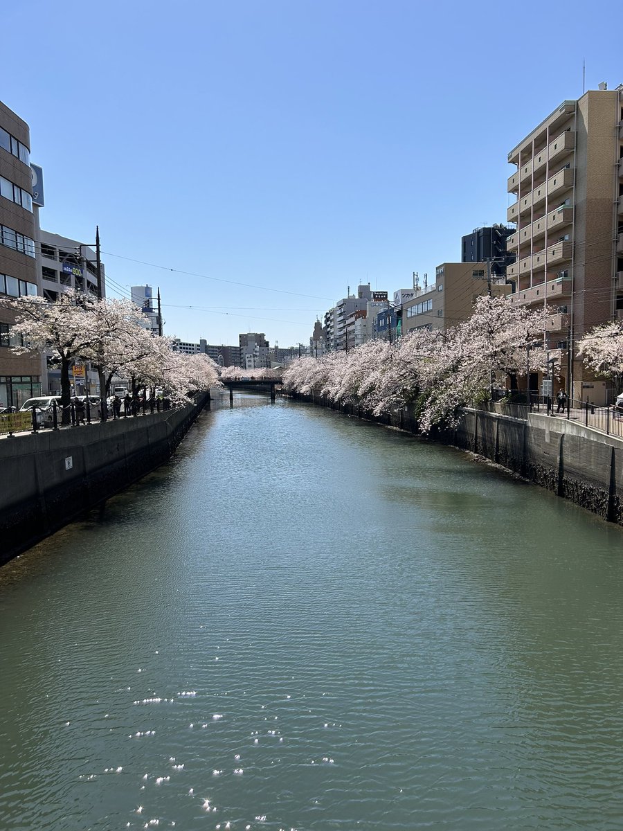 #大岡川
桜が満開でした。