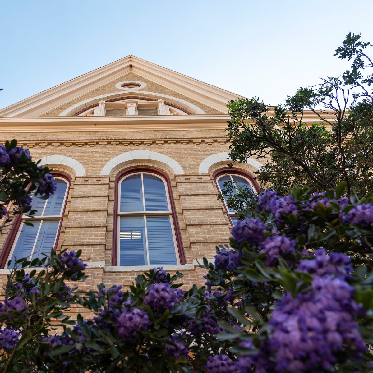 Old Main in bloom. 🪻 #TXST