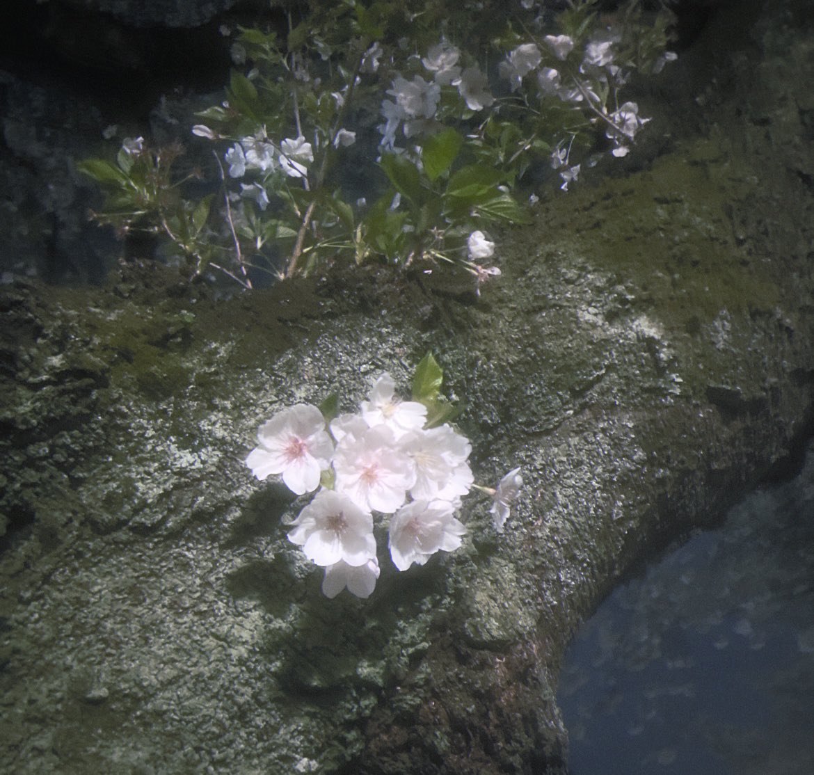 桜だーーーいすき
 #LarmeR  #ラルメール