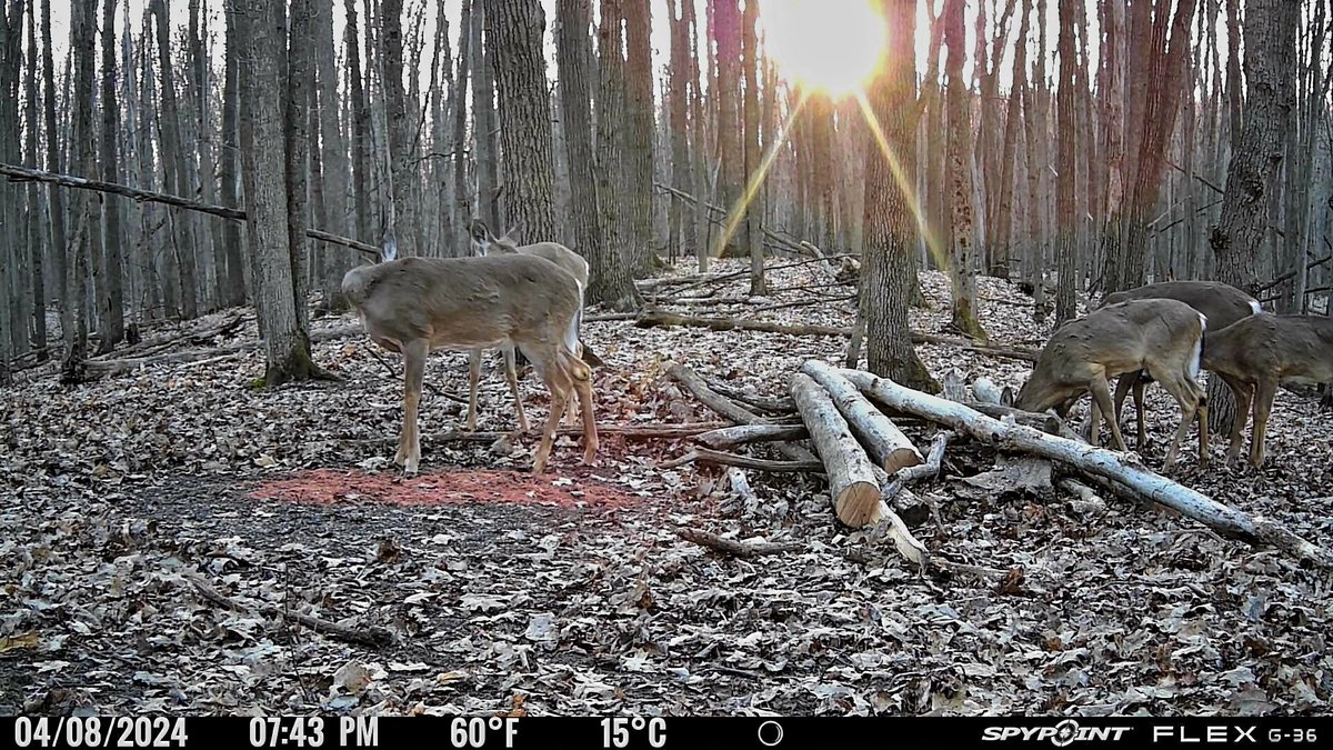 In the North woods, some Whitetail deer have been known to survive without a head for up to a YEAR! ('Decapatails'). This rare photo captures a Decapatail attempting in vain to feed. @SpypointCamera #WHYISPYPOINT #SPYPOINT #TEAMSPYPOINT