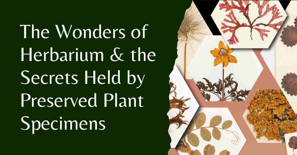 The spring seminar series on the collections based science happening at @NBGGlasnevinOPW continues today at 3pm with Dr Wuu Kuang Soh's lecture on 'The Wonders of the Herbarium & the Secrets Held by Preserved Plant Specimens' botanicgardens.ie/event/wednesda…