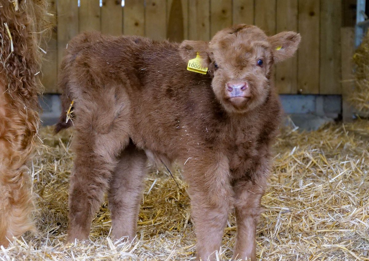 🐮Hamish the Highland Calf born at Noah’s Ark Zoo Farm With his distinctive shaggy coat and endearing demeanor, Hamish has captured the hearts of visitors at Noah's Ark❤️ More info- loom.ly/q9QCYXc