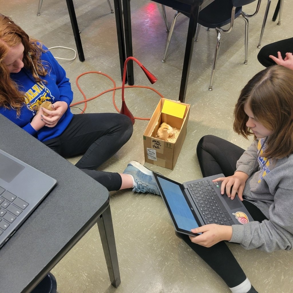 Mrs. Main's first period Agriculture Students are identifying our new chicks this morning.