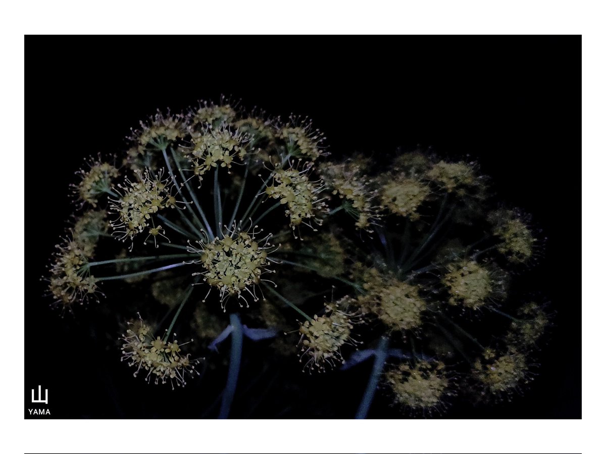 Yama_VP's tweet image. •Ferula Nocturnal Set 

#Ferula #Nocturnal #Night #Dark #Flower #Spring #Puglia #Apulia #Yellow #Poster #parconazionaledellaltamurgia #Nature #Italy #parcoaltamurgia #Photography #MurgiaAdventures
#Yama山 #山