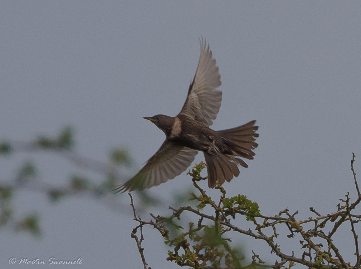 Martin Swannell (@alanthetortoise) on Twitter photo Ring Ouzel #Northantsbirds at Harrington this morning was very mobile between Bunkers 2 and 3 .
<a href="/barbeldave/">David Smith</a> @jcbirder <a href="/bonxie/">Mike Alibone</a> Ring Ouzel #Northantsbirds at Harrington this morning was very mobile between Bunkers 2 and 3 .
<a href="/barbeldave/">David Smith</a> @jcbirder <a href="/bonxie/">Mike Alibone</a>