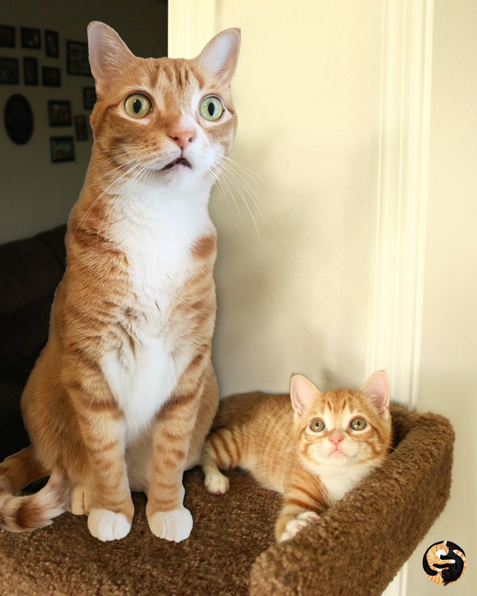 Marmalade is like a fine catnip wine that just gets better (and more derpy) with age! 🧡 #Marmaderp #WaybackWednesday #cats #catsoftwitter #gingercat