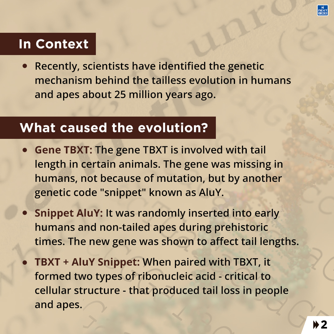 NEXTIAS_Delhi's tweet photo. Daily Infographics (10-04-2024)
Topic: Tailless Evolution in Humans
#infographics #nextias #India #tailless #evolution #humanevolution #geneticmechanism #genetbxt #hominoids #proconsul https://t.co/YwPodTR2rk
