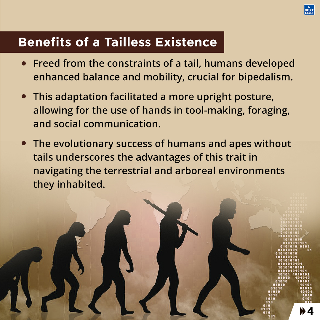 Daily Infographics (10-04-2024)
Topic: Tailless Evolution in Humans

#infographics #nextias #India #tailless #evolution #humanevolution #geneticmechanism #genetbxt #hominoids #proconsul
