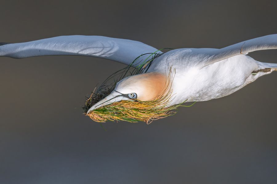 What beautiful photos of a Gannet returning with nesting material! 😍 📷 Dave Wesson