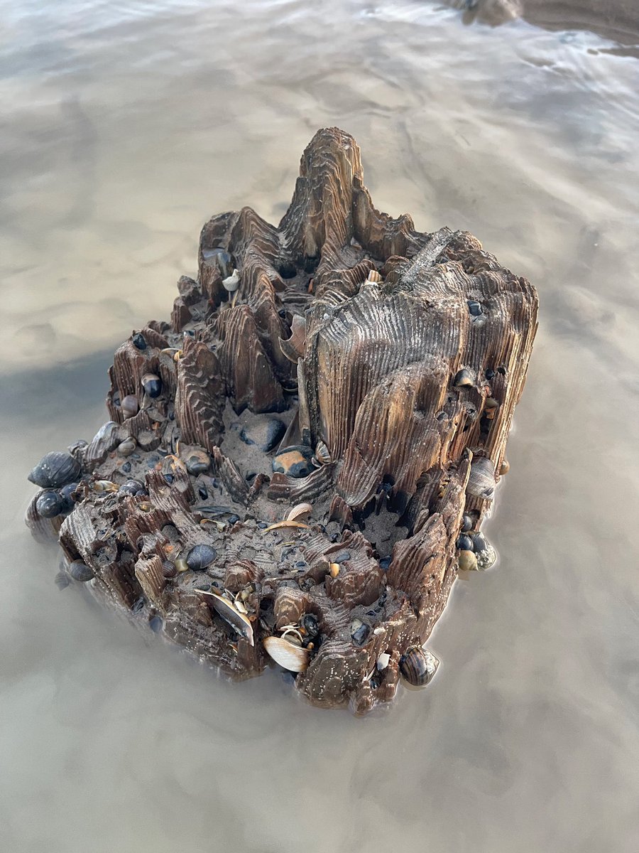 Well seasoned (rotten) groynes or old military defence posts (?) exposed by the retreating tide (love the details) with a host of different molluscs 🦪 🦑 for #WildWebsWednesday ♥️