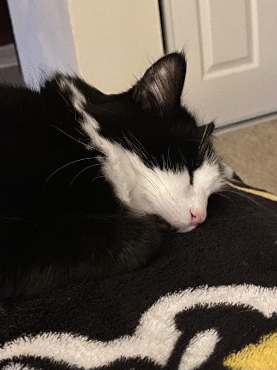 🐾Happy #WhiskersWednesday ?
     Let’s pretend it’s Saturday & go 
     back to 🛏️.😴🐾 🖤🤍~Sally
              ❤️😘🤗 to all!

#CatsOfTwitter #CatsOfX #CatsAreFamily #TuxedoCats #CatsSleeping #AdoptDon’tShop
#WednesdayCats