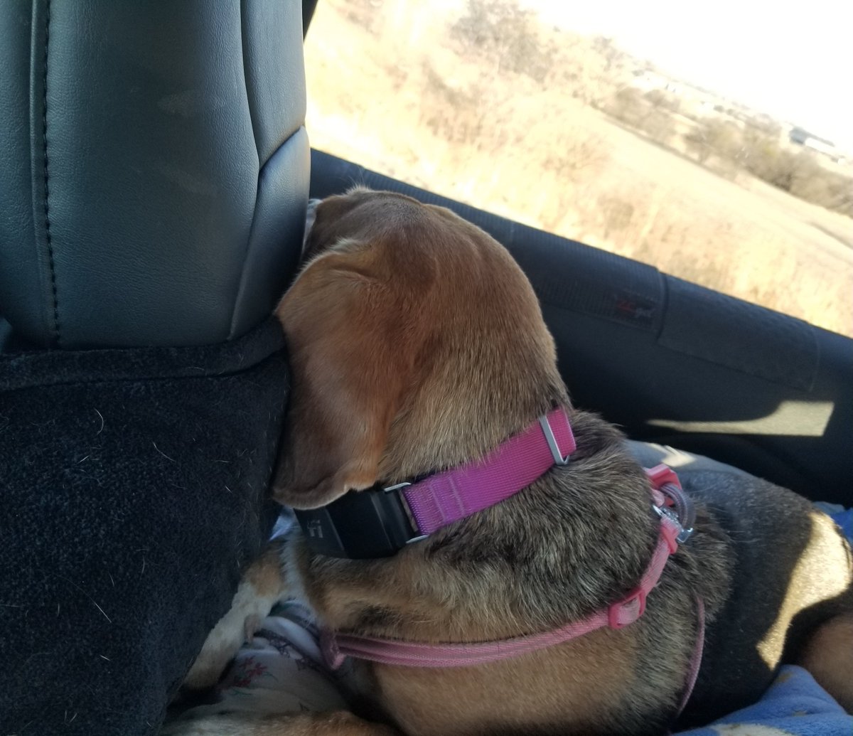 pacey_car's tweet photo. No I don't have to look at you when you're talking to me #beagle https://t.co/gnXEoL7OlW