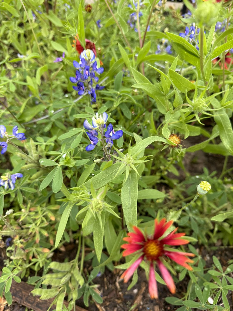 Good morning @BaneElementary ! Happy Garden Day, 3rd grade 🌼🌸🪻☀️🐞🌱💚 @readygrowgarden @cdiazcfisd @DIYbyMalichi @tipping_sharon @CyFairISD @CFISDScience #gardenday #schoolgarden #texasgardening #elementaryscience