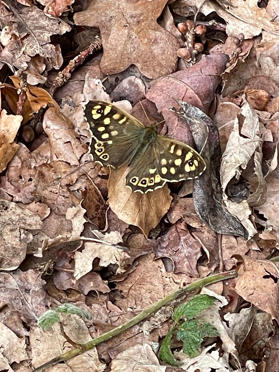 A speckled wood butterfly basking in this morning’s sunshine ☀️ These butterflies fly in the dappled shade along woodland paths on the common. Look out for them from March to October. #butterflies #butterfly #localwildlife #Chislehurst #commons #GreenSpaces #butterflywatch