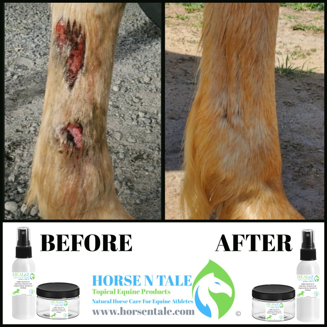 #WoundWednesday HealEz #woundcare When it comes to minor #cuts #wounds #insect #bites and #bruises #HealEz is your go to solution!  

#horsentale #topicalequineproducts #naturalhorsecare 
#equine #horse #naturalingredients 
#teamhorsentale 
#WisdomWednesday #Wednesday