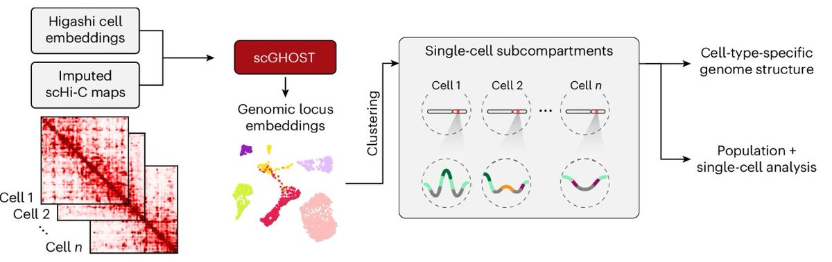 scGHOST offers a computational tool to annotate single cell subcompartments from scHi-C or imaging data using graph-based learning. @jmuiuc, @KyleXiongCMU, @RuochiZhang, @CMUCompBio, @SCSatCMU, @CarnegieMellon nature.com/articles/s4159…