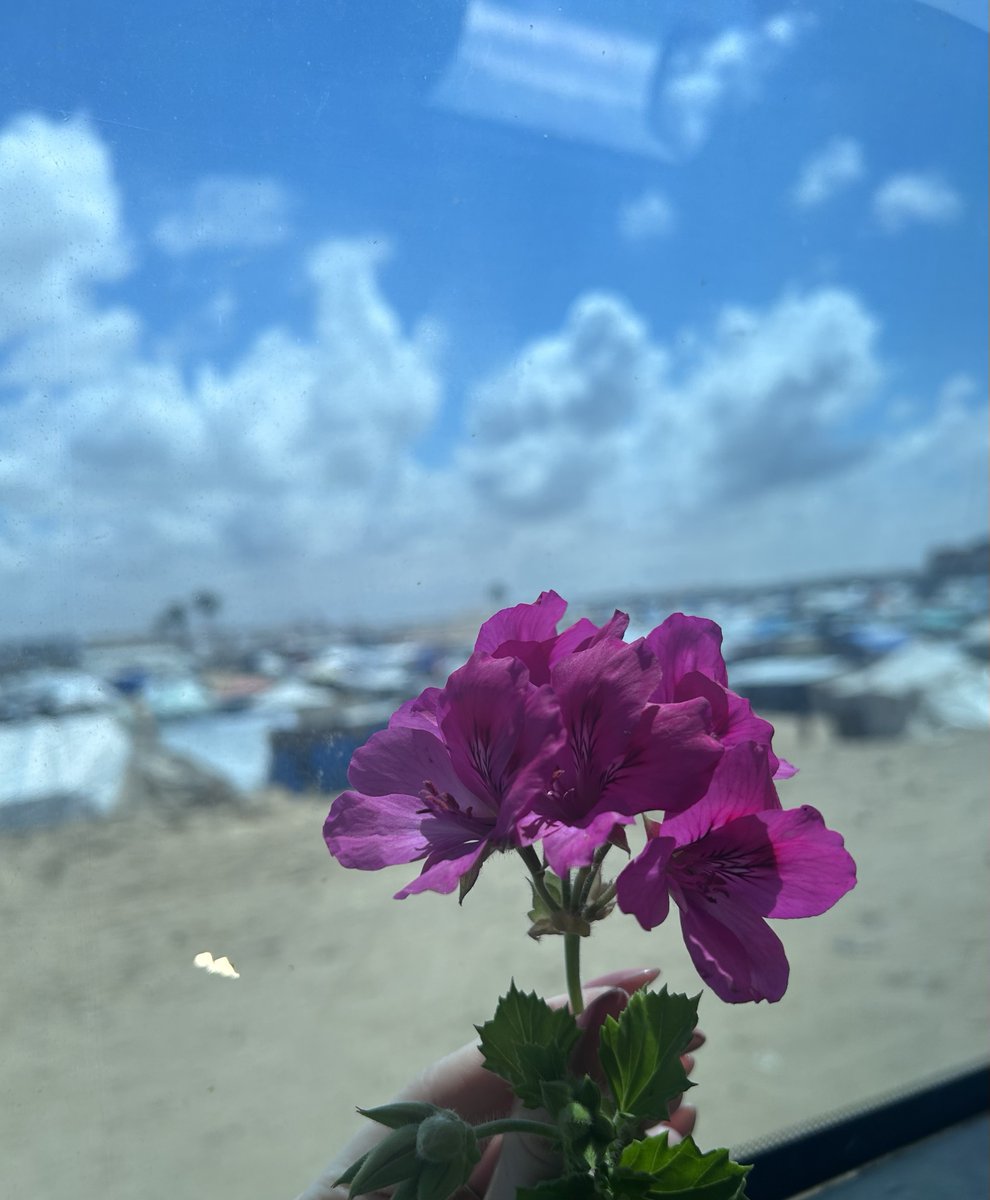 First day of Eid here in #Gaza. Given a small bunch of flowers from someone living in a tent. Amidst this dehumanization, madness, pain, death, destruction, displacement. Many still under rubble or missing. Families unable to rest or grieve. Yet here, flowers, with a sea of tents