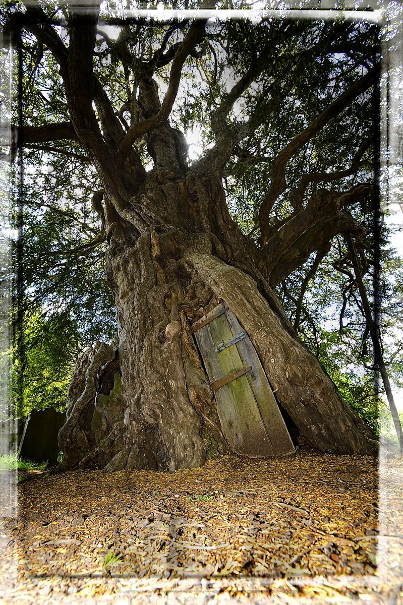 @MarkCocker2 @oliversouthall_ @FortingallYew @AncientTreesATF @royal_forestry @Fortingal This is the famous Crowhurst yew with its iconic 'jailhouse' door. We documented it about five years ago. Detailed information is available here: barked.info/trees-ancient-…