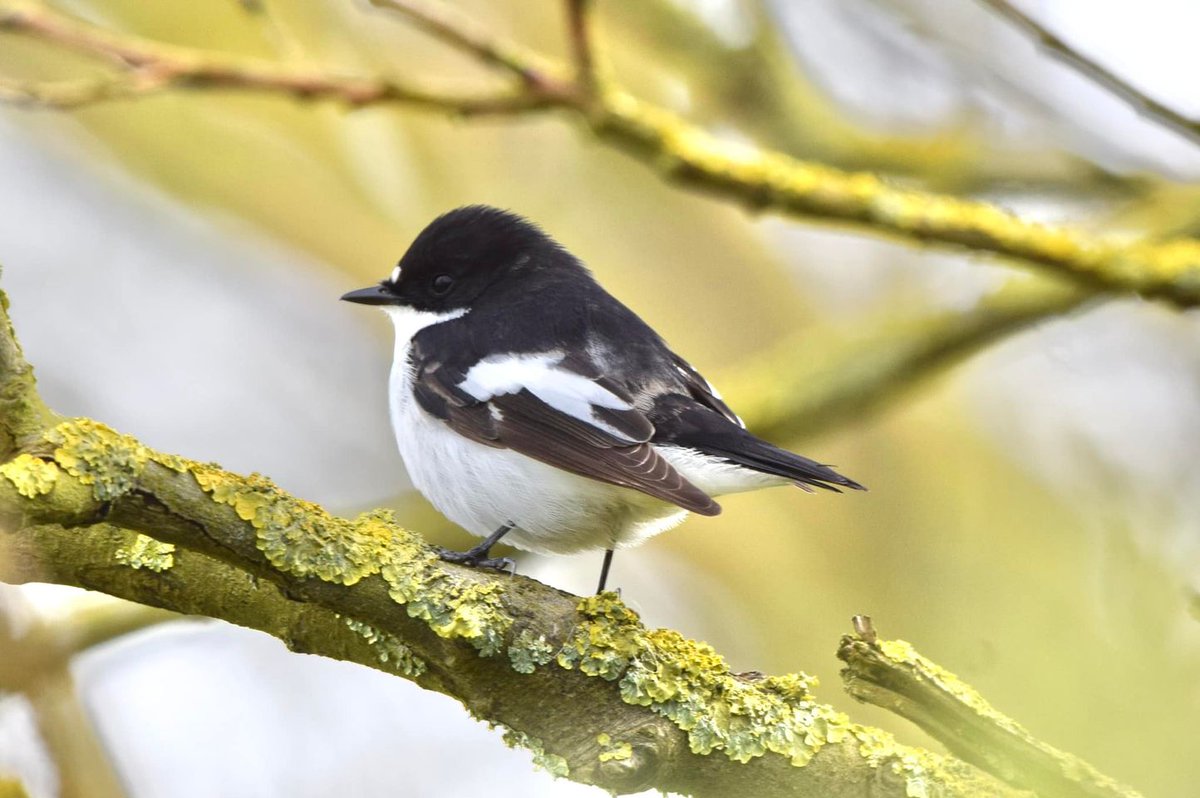 A very pretty Pied Flycatcher captured by one of our wonderful volunteers! 🌸🌿 📷 Pied Flycatcher - James Davies