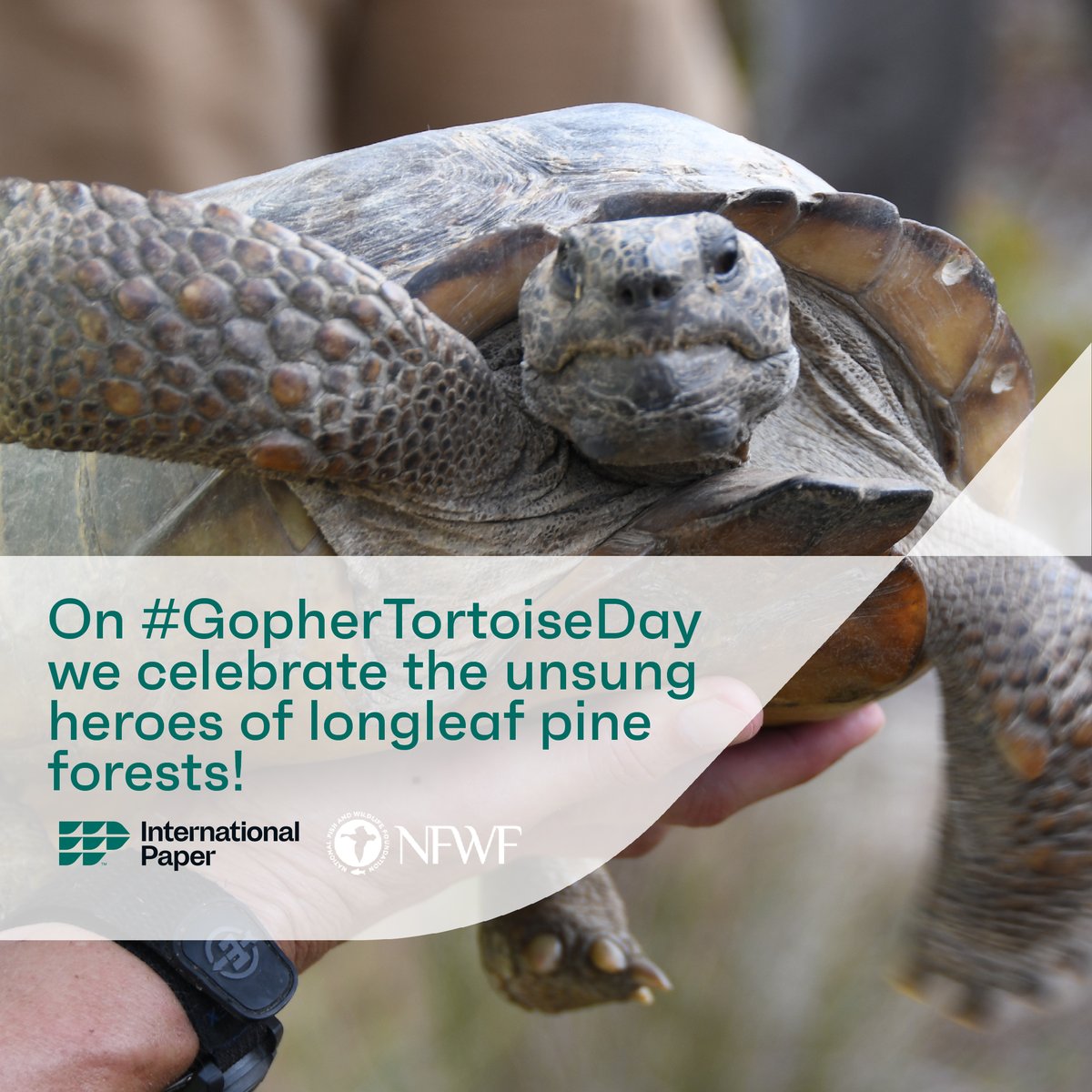 Today is national #GopherTortoiseDay! These remarkable creatures are the unsung heroes of their ecosystems. Through our Forestland Stewards Partnership with @NFWFnews, we support programs where young tortoises are nurtured until they can dthrive in the longleaf pine forests.