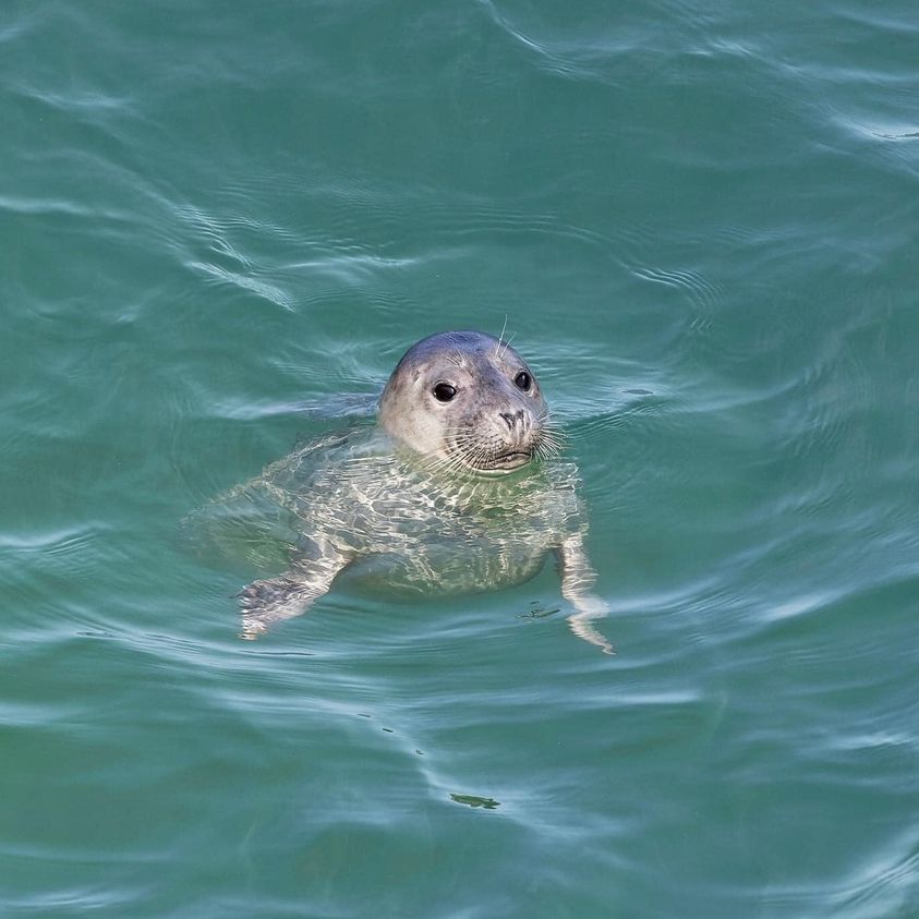 This cutie was spotted from the cliffs by a visitor! 🦭🌊 📷 Grey Seal - Karen O'Connell