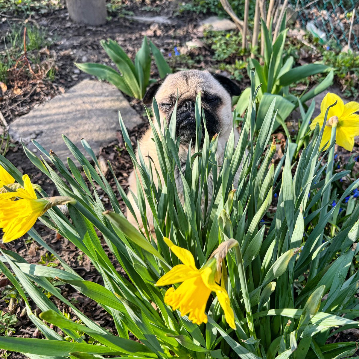 Here comes the sun … feels SO good ☀️ #spring #daffodils #pug #sunshine @weathernetwork