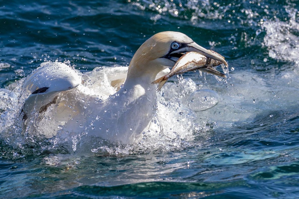 Ever seen a gannet travelling at 60 mph? 😮 Join us on an RSPB Diving Gannet Cruise and see the UK's largest seabird in action at top speed - and up close. ⚓️🚢 Follow the link in our bio to book! 📷 Gannet - Andrew Locking