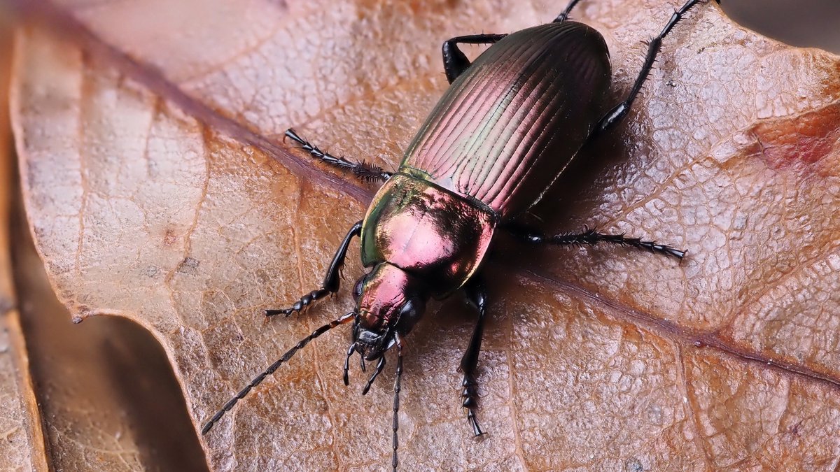 🔍 PRINTED & PIVOTAL: @Nature study reveals declines in insect numbers are largely driven by losses of more abundant species 🪲🦗 @idiv @UniHalle @PunksInScience @Jon_Chase03 #insects #entomology #ecology #biodiversity shorturl.at/bcyAN