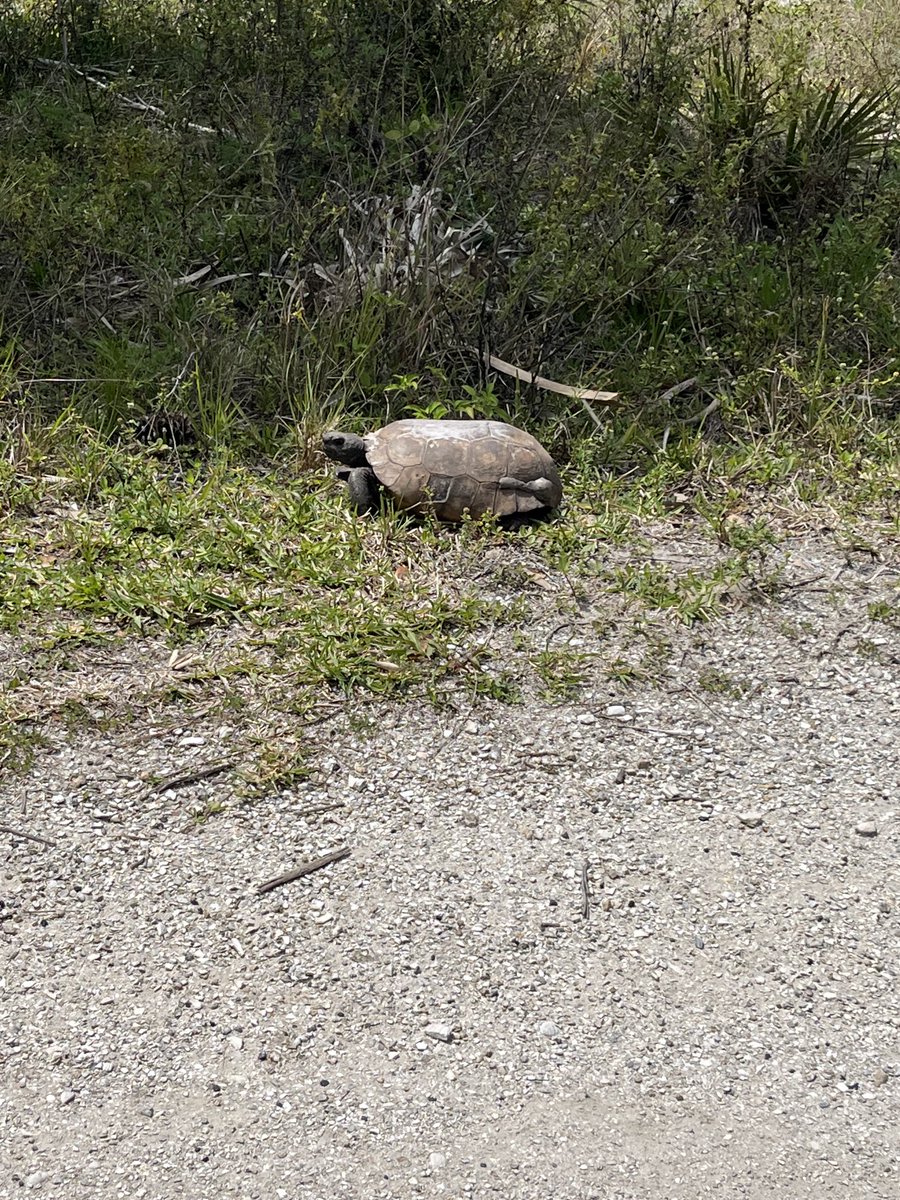 NightNurse1Love's tweet photo. April 10th is GOPHER TORTOISE Day. I took this pic in March at Boyd Hill Nature Preserve in St. Pete, FL @BoydHillNP as part of a volunteer program headed by noted field biologist George Heinrich #gophertortoiseday #gophertortoise #tortoise https://t.co/k7C5JQdBd6