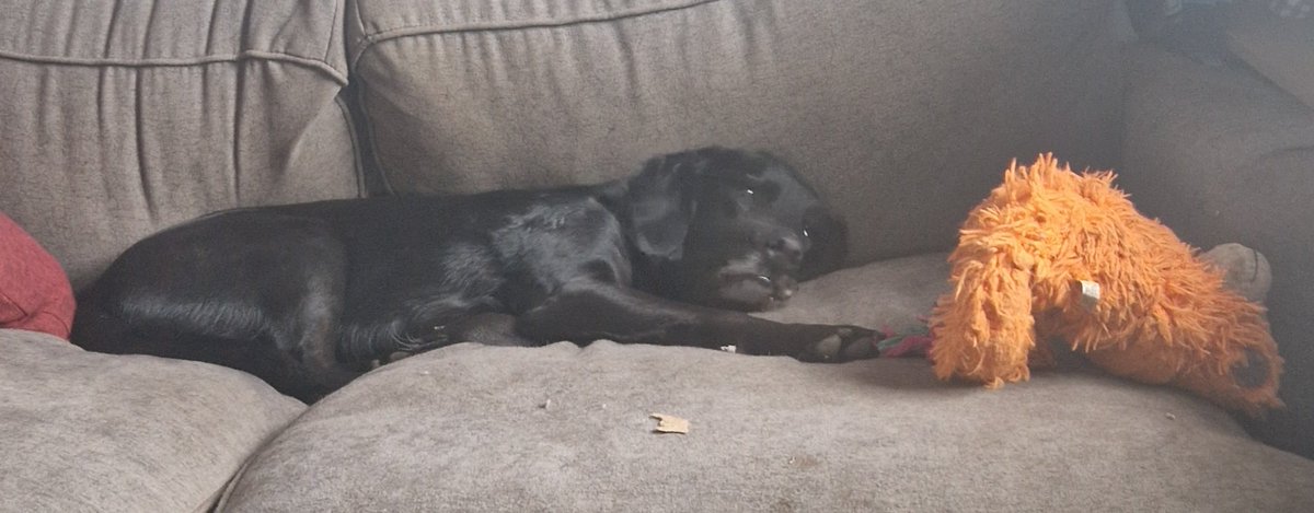 _SockDog's tweet photo. Is rainings, dis VeryNotGood https://t.co/RP7lc09Ir5