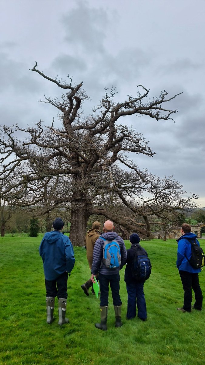 WT_PaulMos's tweet image. Great morning with @WoodlandTrust Ancient Tree Inventory Volunteers &amp;amp; Verifiers recording  50+ Ancient and Veteran Trees in the gardens and parkland @swintonestate Thanks to the Swinton Estate for being  so welcoming and to all the Estate staff who volunteered to help #trees
