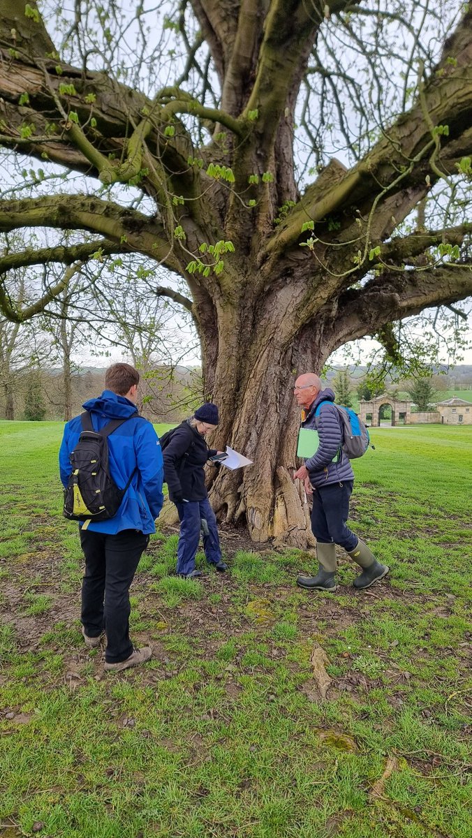 WT_PaulMos's tweet image. Great morning with @WoodlandTrust Ancient Tree Inventory Volunteers &amp;amp; Verifiers recording  50+ Ancient and Veteran Trees in the gardens and parkland @swintonestate Thanks to the Swinton Estate for being  so welcoming and to all the Estate staff who volunteered to help #trees