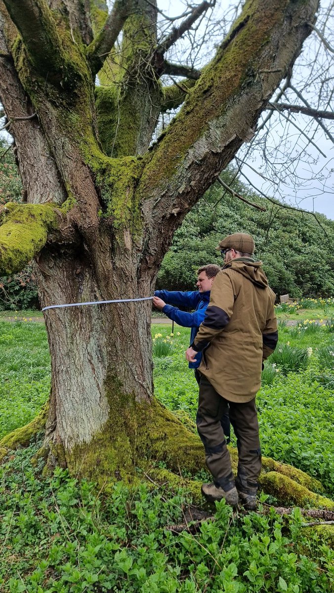 WT_PaulMos's tweet image. Great morning with @WoodlandTrust Ancient Tree Inventory Volunteers &amp;amp; Verifiers recording  50+ Ancient and Veteran Trees in the gardens and parkland @swintonestate Thanks to the Swinton Estate for being  so welcoming and to all the Estate staff who volunteered to help #trees
