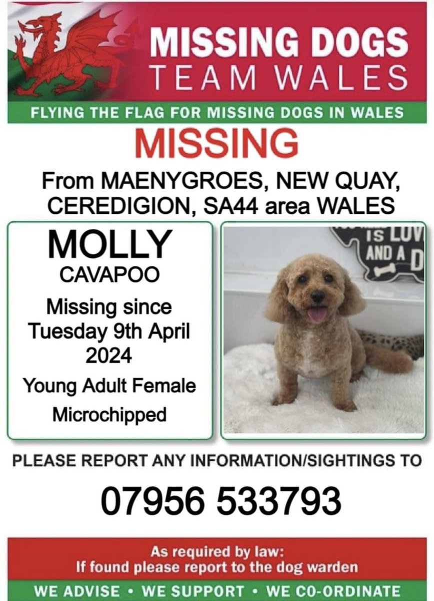 ‼️SIGHTINGS NEEDED OF MOLLY WHO IS MISSING SINCE TUESDAY 9TH APRIL ‼️
#MAENYGROES AREA #NEWQUAY #SA44 #WALES 

💥MOLLY IS VERY NERVOUS OF MEN ESPECIALLY SO PLEASE DO NOT APPROACH OR CHASE HER ...
CALL THE NUMBER ASAP IF SEEN ⬇️