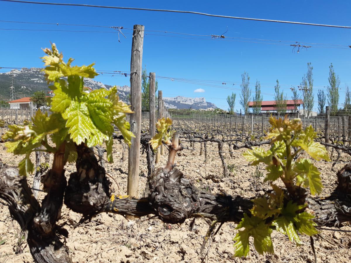 Just amazing how fast #vines can grow, once they get started - #Rioja