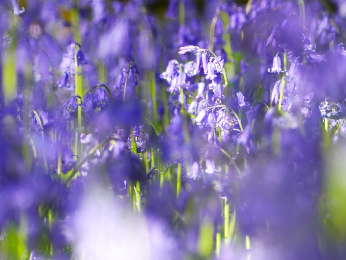 WildChurches tweet media