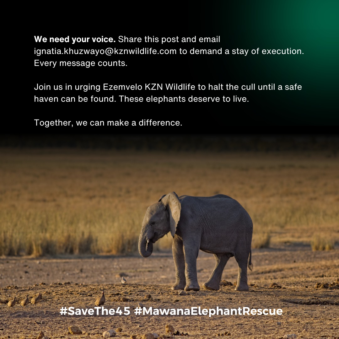 We need your help 📢 45 critically threatened African Savannah elephants, including mothers and babies, are set to be culled (slaughtered) in the coming days unless we act now. Please share this message and email ignatia.khuzwayo@kznwildlife.com. Demand a stay of execution for