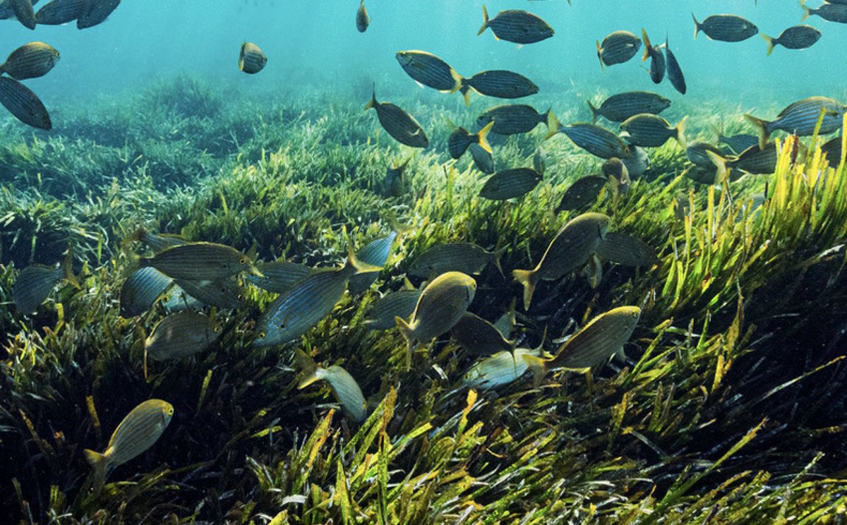 🌊 Chaque hiver, on retrouve nos plages recouvertes d'un épais manteaux d'algues séchées. Ces posidonies sont essentielles pour protéger nos traits de côtes de l'érosion. Plus d'infos sur nos herbiers marins 👉 bit.ly/43VXW1O