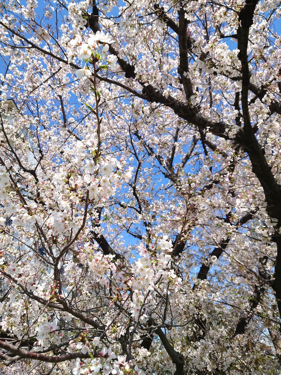昨日の雨とは打って変わって今日はお天気でした。まるで #松岡美里 さんの心のように一点の曇りもなく澄み切った空！！いっせいに咲く花！飛ぶ花粉！春！！めでたい！めでたいといえば
#松岡美里生誕祭2024 DAY19！！
今日もおめでとう！
昼休みにお散歩して撮りました。