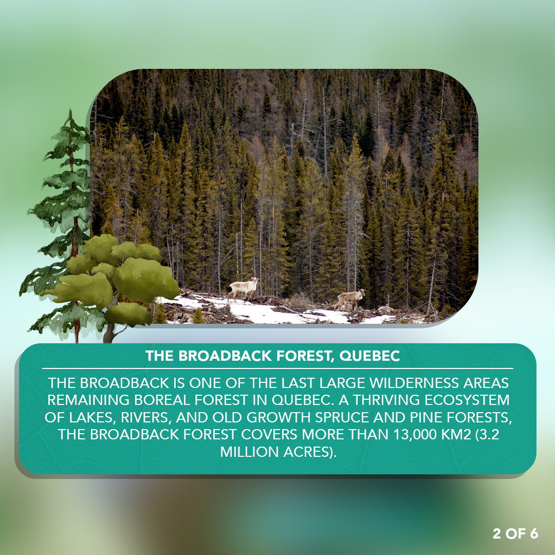 Explore the Broadback Forest 🌲💫 A jewel in Canada's boreal wilderness, nestled in Eeyou Istchee, Cree Nation lands. An unspoiled haven of ancient trees, vibrant communities, and vital wildlife, including the threatened caribou. #ProtectBroadback