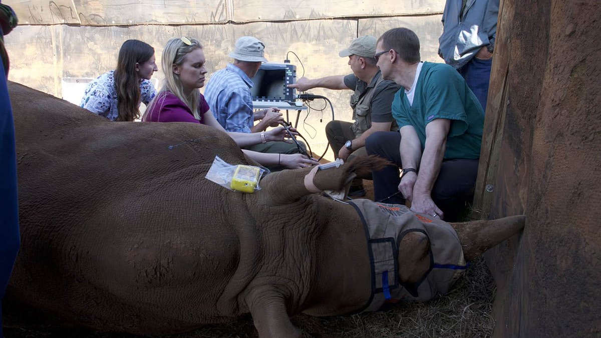 STS pioneers Rhino anatomy research, filling crucial gaps in knowledge. Thanks to collaboration with @NCState we're unlocking new insights into Rhino anatomy for better treatment and care. Check out our groundbreaking journey! news.ncsu.edu/2024/04/wolfpa… #savingthesurvivors