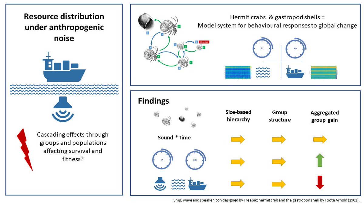 🥳New paper (from my PhD)🥳 #anthropogenicnoise limits resource distribution vital for survival & fitness ➡️fewer individuals benefit ➡ individual responses cascade through groups & populations ➡️hierarchies were robust Access shorturl.at/fivHQ or📧 #hermitcrabs 💕