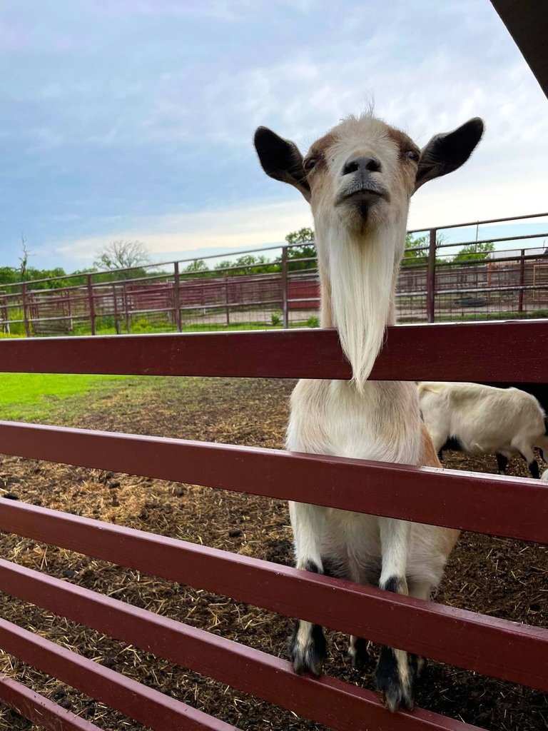 Don't forget to stop by the barn for #FarmAnimalDay
#openat10 #animalbarn #goats #chickens #donkeys #sheep