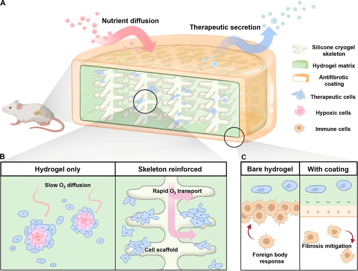 Engineered cells that secrete therapeutic proteins can help treat a variety of chronic diseases. A new study demonstrates a durable encapsulation system using an oxygen-permeable cryogel skeleton for therapeutic delivery. scim.ag/6xI